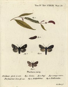Dot, Melanchra persicariae 1-4 och Dryobota labecula 5. Handkolorerad kopparstick av Johann Carl Bock efter Eugenius Johann Christoph Espers Fjärilarna i bilder från naturen, Erlangen av Johann Carl Bock