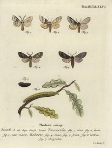 Drymonia dodonaea nattfjäril. av Johann Carl Bock