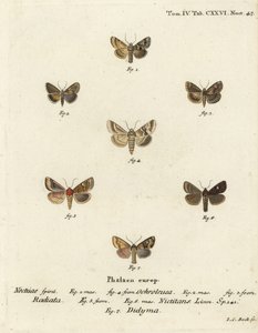 Dusky sallow, Eremobia ochroleuca 1,4, Cynaeda dentalis 2,3, earmal, Amphipoea oculea 5,6, och common rustic, Mesapamea secalis 7. Handkolorerad kopparstick av Johann Carl Bock efter Eugenius Johann Christoph Esper i Abbild Schmetterlinge av Johann Carl Bock