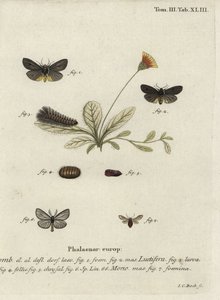 Epatolmis caesarea och Penthophera morio nattfjärilar. av Johann Carl Bock