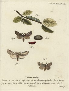 Åttafigur, svälj framträdande och Drymonia velitaris mal. av Johann Carl Bock