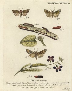 Frostad orange mal, Gortyna flavago 1,2, och vinkelnyanser, Phlogophora meticulosa 3-7. Handkolorerad kopparstick av Johann Carl Bock efter Eugenius Johann Christoph Espers Fjärilarna i illustrationer från naturen, Erlangen av Johann Carl Bock