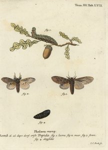 Stort framträdande, Peridea anceps.