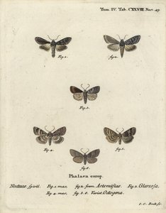 Grön silverfläckad haj, Cucullia argentea 1,2, höstlig rustik, Eugnorisma glareosa 4, åttiofigur, Tethea ocularis 4-6. Handkolorerad kopparstick av Johann Carl Bock efter Eugenius Johann Christoph Espers Die Schmetterlinge i Abbildun av Johann Carl Bock