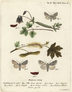 Grå chi, Antitype chi 1 och platanmal, Acronicta aceris 2-7. Handkolorerad kopparstick av Johann Carl Bock efter Eugenius Johann Christoph Espers Fjärilarna i illustrationer från naturen, Erlangen av Johann Carl Bock