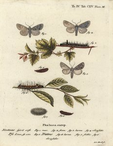 Grå dolk, Acronicta psi 1-4, och mörk dolk, Acronicta tridens 5-8. Handkolorerad kopparstick av Johann Carl Bock efter Eugenius Johann Christoph Espers Fjärilarna i illustrationer från naturen, Erlangen