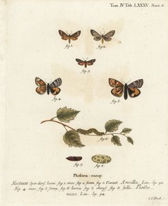 Tjänarfjäril, Dysauxes ancilla 1-3, och orange undervinge, Archiearis parthenias 4-8. Handkolorerad kopparstick av Johann Carl Bock efter Eugenius Johann Christoph Espers Fjärilarna i illustrationer från naturen, Erlangen av Johann Carl Bock