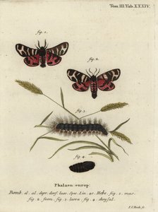Hebe tigermal, Arctia festiva.