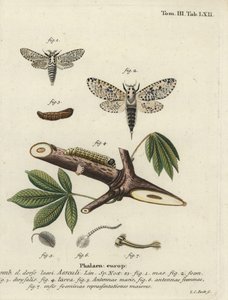 Leopardmal, Zeusera kärna.