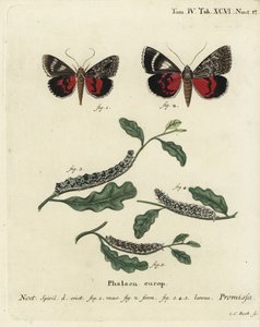 Ljus röd undervingsfjäril, Catocala promissa. Handkolorerad kopparstick av Johann Carl Bock efter Eugenius Johann Christoph Espers Fjärilarna i illustrationer från naturen, Erlangen av Johann Carl Bock