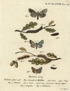 Merveille du jour, Dichonia aprilina 1-4, knapp merveille du jour, Moma alpium 5-7, och marmorgrön, Cryphia muralis 8. Handkolorerad kopparstick av Johann Carl Bock efter Eugenius Johann Christoph Espers Fjärilarna i illustrationer av Johann Carl Bock