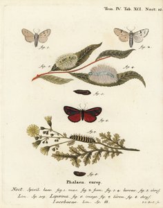Miller mal, Acronicta leporina 1-5, och cinnober mal, Tyria jacobaeae 6-8. Handkolorerad kopparstick av Johann Carl Bock efter Eugenius Johann Christoph Espers Fjärilarna i illustrationer från naturen, Erlangen