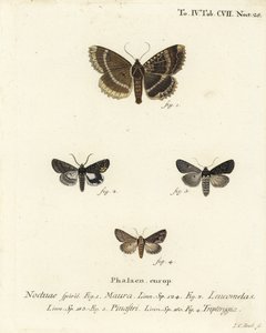 Gammal dam eller svart undervinge, Mormo maura 1, östlig alchymist, Aedia leucomelas 2 och Dypterygia scabriuscula 3,4. Handkolorerad kopparstick av Johann Carl Bock efter Eugenius Johann Christoph Espers Fjärilarna i illustrationer efter Na av Johann Carl Bock