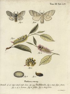 Blek tuva, Calliteara pudibunda. av Johann Carl Bock