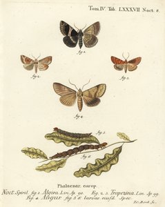 Passagerarmal, Dysgonia algira 1, dun-bar, Cosmia trapezina 2-3, dubbelpil eller spåman, Graphiphora augur 4, larver 5-6. Handkolorerad kopparstick av Johann Carl Bock efter Eugenius Johann Christoph Espers Fjärilarna i illustrationer n