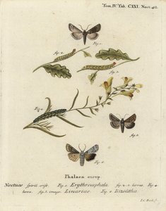 Rödhårig kastanj, Conistra erythrocephala 1-4, paddlinbrokad, Calophasia lunula 5 och grå axelknut, Lithophane ornitopus 6. Handkolorerad kopparstick av Johann Carl Bock efter Eugenius Johann Christoph Espers Die Schmetterlinge i Abb