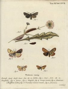 Röd-line quaker, molnig buff och volang kastanj. av Johann Carl Bock