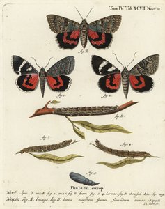 Röd undervingsfjäril, Catocala nupta. Handkolorerad kopparstick av Johann Carl Bock efter Eugenius Johann Christoph Espers Fjärilarna i illustrationer från naturen, Erlangen