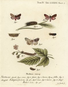 Rubintigermal, Phragmatobia fuliginosa 1-5, och persikoblommar, Thyatira batis 6-8. Handkolorerad kopparstick av Johann Carl Bock efter Eugenius Johann Christoph Espers Fjärilarna i illustrationer från naturen, Erlangen