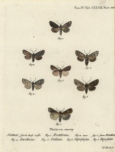 Saxon moth, Hyppa rectilinea 1, saxmal, Hada plebeja 2,3, kärrdolk, Acronicta strigosa 4, brunfläckig pinion, Agrochola litura 5, vitlinjepil, Euxoa nigrofusca 6, Opigena polygona 7. Handkolorerad kopparstick gravyr Carl Bock efter av Johann Carl Bock