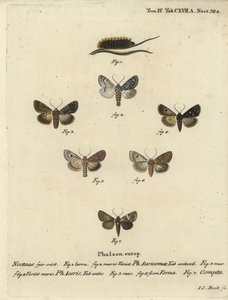 Knapp dolk, Acronicta auricoma 1-3, platanfjäril, Acronicta aceris, muskotmal 4,5, Hadula trifolii 6 och varierad krona, Hadena compta 7. Handkolorerad kopparstick av Johann Carl Bock efter Eugenius Johann Christoph Esperlings Die Schmetterling av Johann Carl Bock