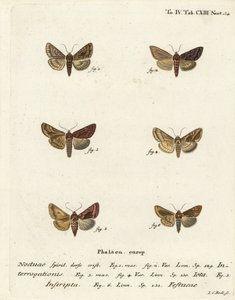Knappt silver Y, Syngrapha interrogationis 1,2, slätt gyllene Y, Autographa jota 3-5, guldfläck, Plusia festucae 6. Handkolorerad kopparstick av Johann Carl Bock efter Eugenius Johann Christoph Espers Fjärilarna i illustrationer baserade på Nat. av Johann Carl Bock