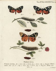 Scarlet tigermal, Callimorpha dominula 1-4, och Jersey tigermal, Euplagia quadripunctaria 5-7. Handkolorerad kopparstick av Johann Carl Bock efter Eugenius Johann Christoph Espers Fjärilarna i illustrationer från naturen, Erlangen