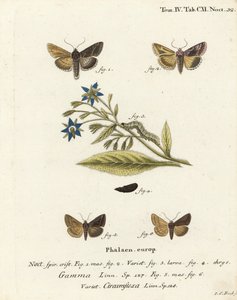 Silver Y moth, Autographa gamma 1-4 och Essex Y moth, Cornutiplusia circumflexa 5,6. Handkolorerad kopparstick av Johann Carl Bock efter Eugenius Johann Christoph Espers Fjärilarna i illustrationer från naturen, Erlangen av Johann Carl Bock