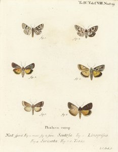Fläckig klöver, Schinia scutosa 1,2, Epilecta linogrisea 3, Guernsey undervinge, Polyphaenis sericata 4 och halmundervinge, Thalpophila matura 5,6. Handkolorerad kopparstick av Johann Carl Bock efter Eugenius Johann Christoph Espers Die Schmette av Johann Carl Bock