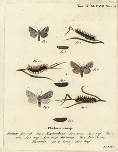 Söt kulingfjäril, Acronicta euphorbiae 1-5, knapp dolk, Acronicta auricoma 6, och knutgräsmal, Acronicta rumicis 7-9. Handkolorerad kopparstick av Johann Carl Bock efter Eugenius Johann Christoph Espers Die Schmetterlinge i Abbildungen nac av Johann Carl Bock