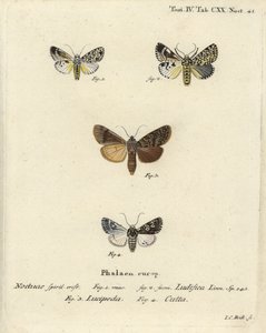 Trichosea ludifica 1,2, sydlig rustik, Rhyacia lucipeta 3 och Lamprosticta culta 4. Handkolorerad kopparstick av Johann Carl Bock efter Eugenius Johann Christoph Espers Fjärilarna i illustrationer efter naturen, Erlangen av Johann Carl Bock