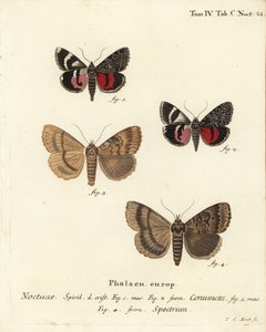 Undervingsfjäril, Catocala coniuncata 1,2 och Apopestes spectrum 3,4. Noctuae kombinerade, Noctuae spöke. Handkolorerad kopparstick av Johann Carl Bock efter Eugenius Johann Christoph Espers Die Schmetterlinge in Abbildungen nach der Natur, Erlangen av Johann Carl Bock