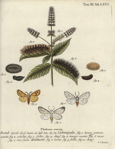Vit hermelin, Spilosoma lubricipeda.