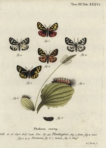 Trätigermal, Parasemia plantaginis.