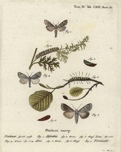 Malörtsmal, Cucullia absinthii 1-3, almal, Acronicta alni 4-6, och Cucullia tanaceti 7. Handkolorerad kopparstick av Johann Carl Bock efter Eugenius Johann Christoph Espers Fjärilarna i illustrationer efter naturen, Erlangen av Johann Carl Bock