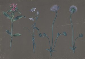 Studie av tre blommor, 1781. av Johann Christian August Birnbaum