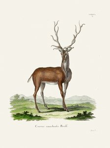 Elk  Av Johann Christian Daniel Von Schreber.