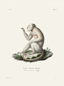 En graciös kapucinerapa av Johann Christian Daniel von Schreber.