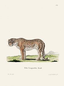 Leopard av Johann Andreas Wagener
