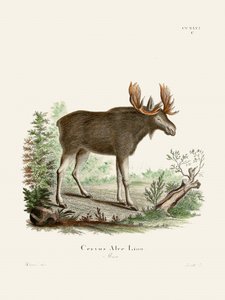 Moose av Johann Christian Daniel von Schreber.