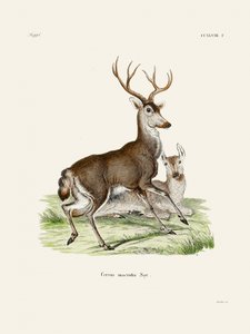 Mule Deer av Johann Christian Daniel von Schreber.