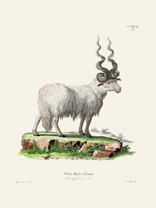 Ovis Aries av Johann Andreas Wagener och Johann Christian Daniel von Schreber.