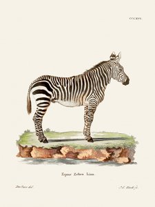 Zebra ur *Däggdjuren* (1778–1855) av Johann Christian Daniel von Schreber.