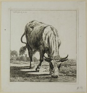 Cow Drinking, från Die Zweite Thiernahme av Johann Christian Reinhart