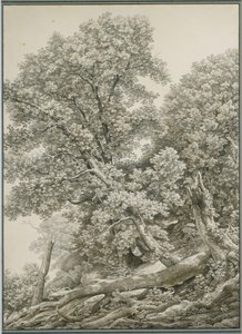 Stor trädstudie av Johann Christian Reinhart