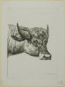 Head of a Buffalo, från Die Zweite Thiernahme av Johann Christian Reinhart
