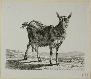 Stående get, från Die Zweite Thiernahme av Johann Christian Reinhart