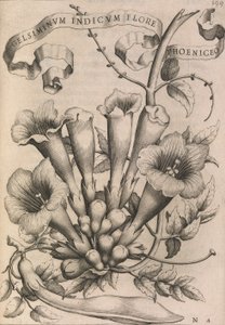 Gelsiminvm indicvm flore phoeniceo, 1633. av Johann Friedrich Greuter