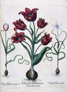 Tulpaner, 1613
