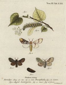 Buff-tip mal, Phalera bucephala och Cosmotriche lobulina.